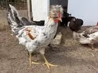 Chickens — foto 3