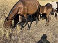 Klisna, Kazakh horse — foto 5