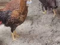 Chickens — foto 2