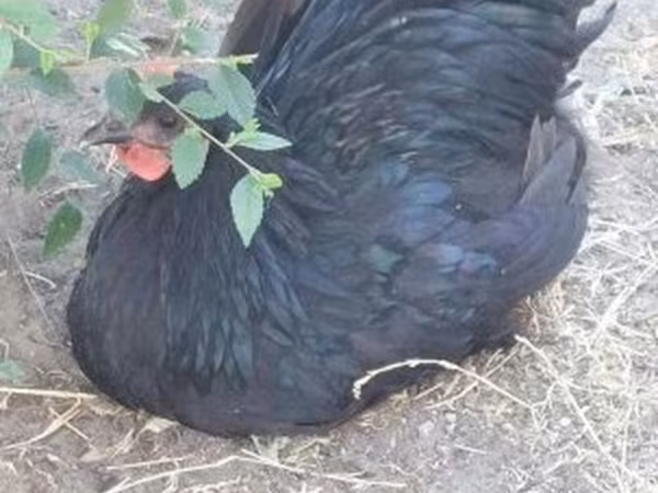 Australorp