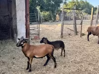 Kos, Cameroon sheep — 1. fotó