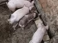Pigs (batch, sex not specified), Пьетрен — photo 3