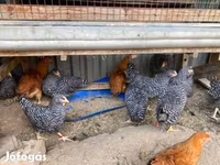萨塞克斯 — 照片 4