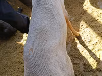 Carnero, Kyrgyz Mountain merino sheep — foto 6