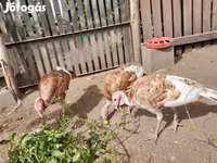 Turkeys — foto 3