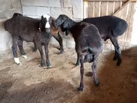Bélier, Arashan sheep — photo 2