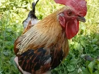 Chickens — الصورة 2