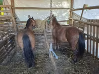 公马, Horses — 照片 2