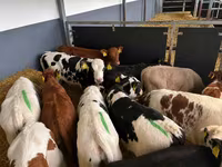 Býk, Simmental cattle — foto 2