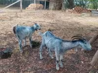 母山羊, Nubian Goat — 照片 6