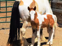 घोड़ी, Gypsy horse — फ़ोटो 5
