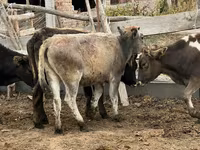 Vache, Aberdeen-Angus — photo 3