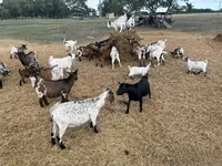 母山羊, Dutch Landrace goats — 照片 3