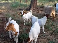 Keçi, Boer goat — foto 3