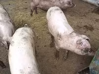 Pigs (batch, sex not specified), Pigs — photo 4