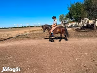 حصان, الخيول — الصورة 4