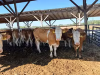 母牛, Simmental cattle — 照片 3