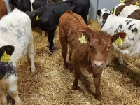 ثور, Simmental cattle — الصورة 3