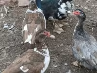 Guinea fowl — foto 1