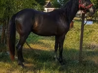 حصان, Hungarian horse breed — الصورة 3