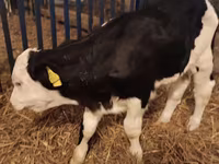 Bika, Simmental cattle — 4. fotó
