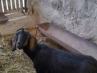 Goat, Nubian Goat — photo 2