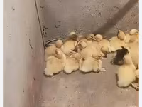 Német Pekin — 4. fotó