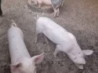 Pigs (batch, sex not specified), Pigs — photo 1