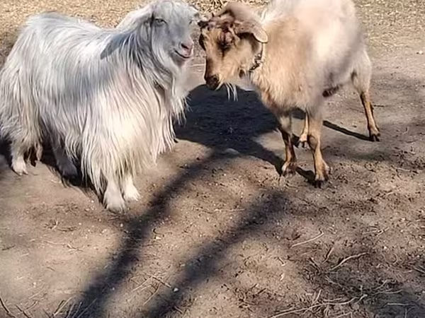 Коза, Козлы