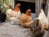 Pekin Bantam — 4. fotó