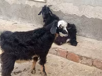 ماعز (دفعة، الجنس غير محدد), Angora goats — الصورة 2