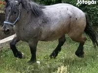 Kanca, Hungarian horse breed — 3. fotó