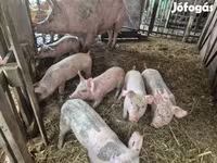 Pigs (batch, sex not specified), Pigs — photo 1