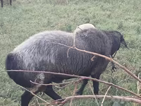 Beran, Edilbay sheep — foto 4