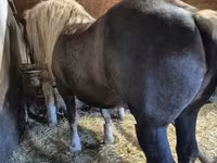 母马, Horses — 照片 3
