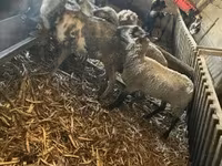 母羊, Sheep — 照片 3