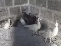 White — 1. fotó