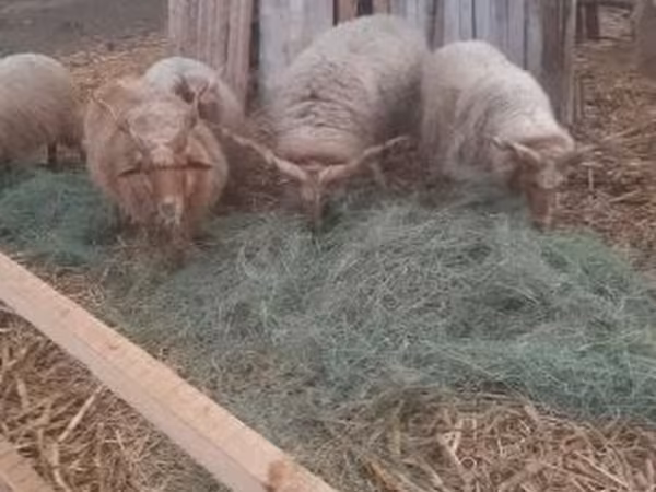 Carnero, Racka sheep — Hungría