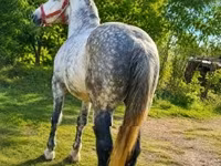 Caballo, Caballos — foto 1