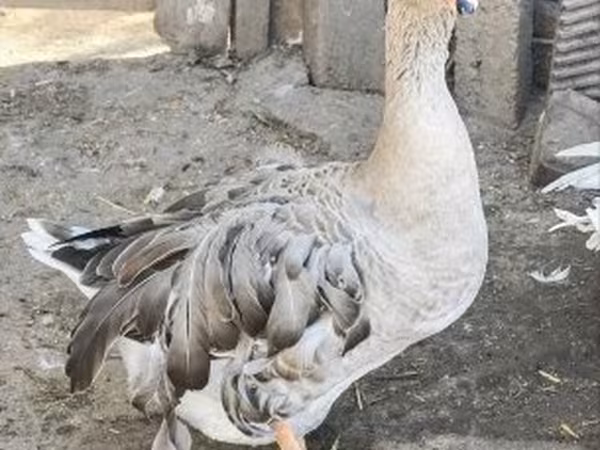 Geese — Magyarország