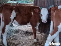 Bull, Limousin cow — photo 1