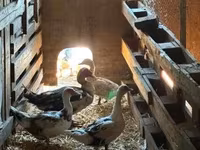Ducks — الصورة 2