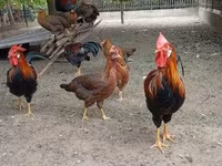 Chickens — الصورة 2