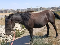 Klisna, Skyros Pony — foto 1