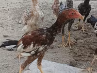 Chickens — الصورة 6