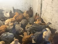 Guinea fowl — foto 3