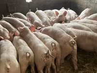 公猪, Pigs — 照片 1