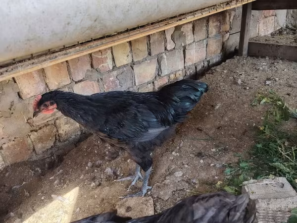 جيرسي جاينت
