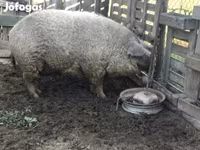 Pigs (batch, sex not specified), Мангалица — photo 3