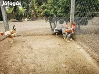 Chickens — 照片 2